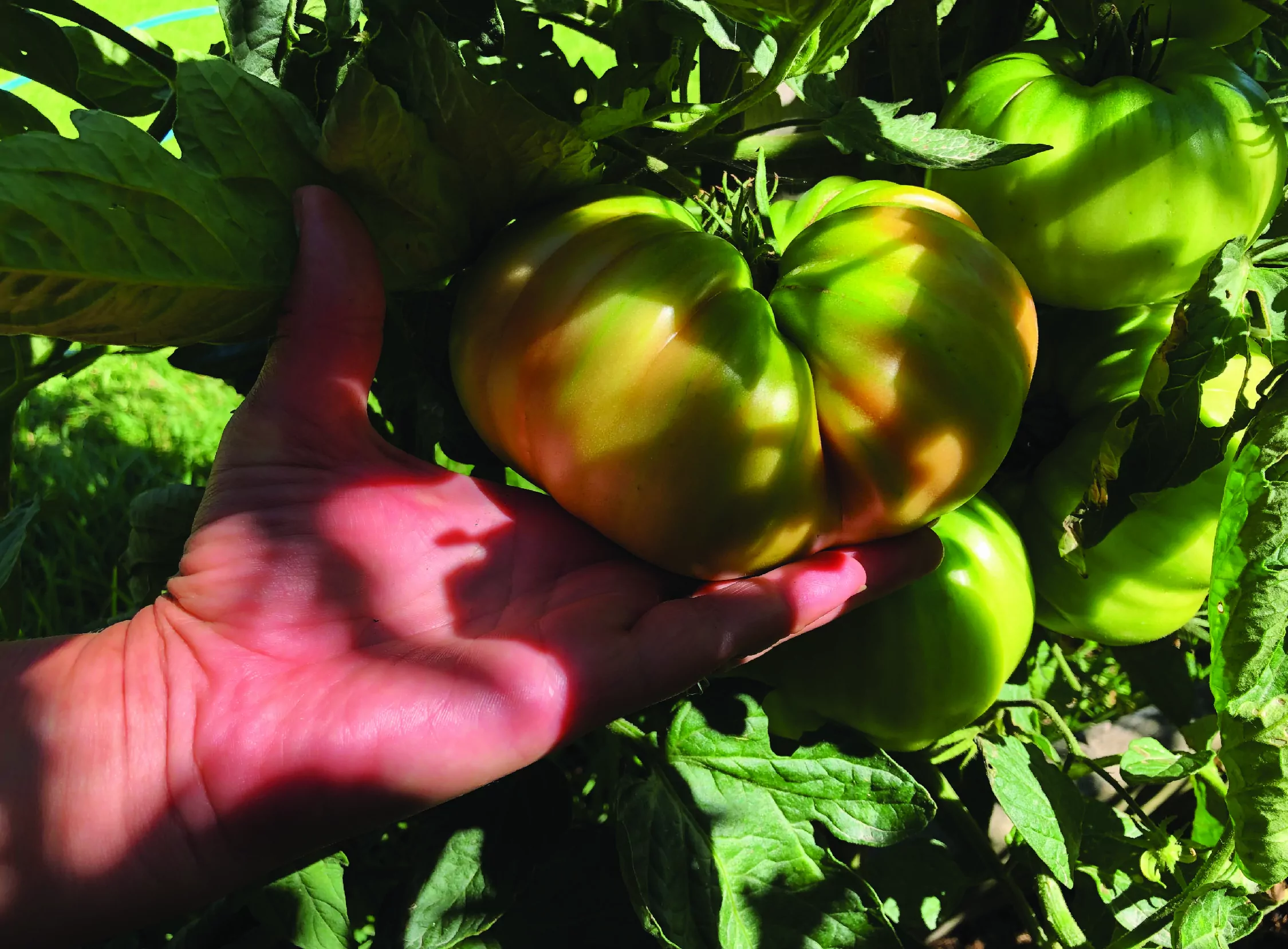 Tomatoes George Bactivate-03